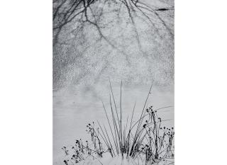 Minor White - Untitled (Snow and Grass)