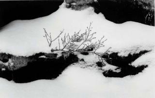 Minor White - Untitled (Twigs in snowdrift), c. 1961