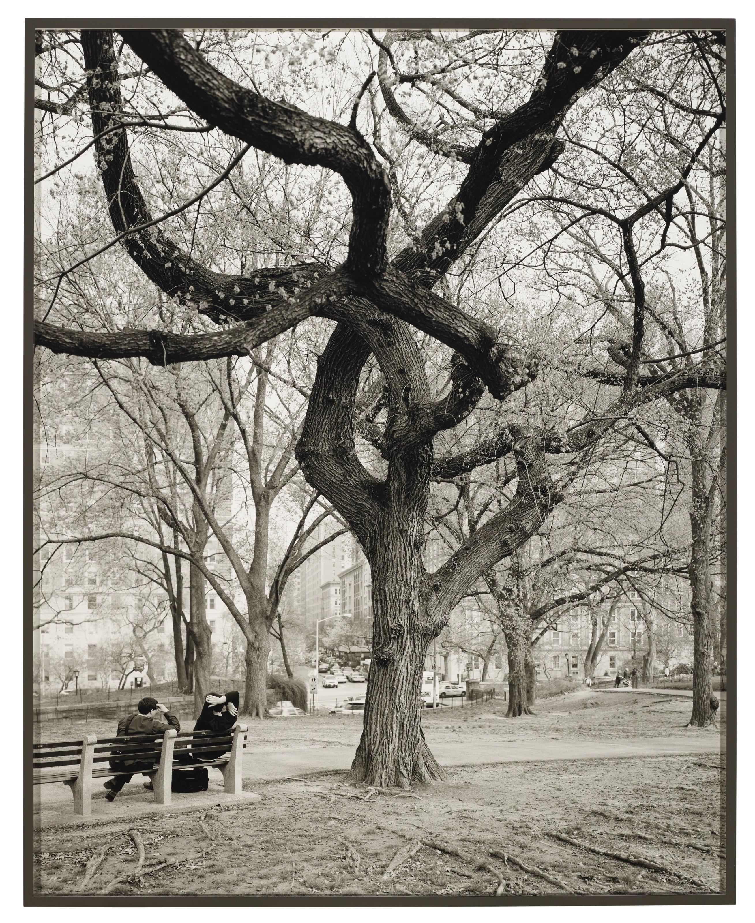 Mitch Epstein - American Elm, Central Park, New York, 2011