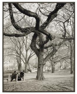Mitch Epstein - American Elm, Central Park, New York, 2011