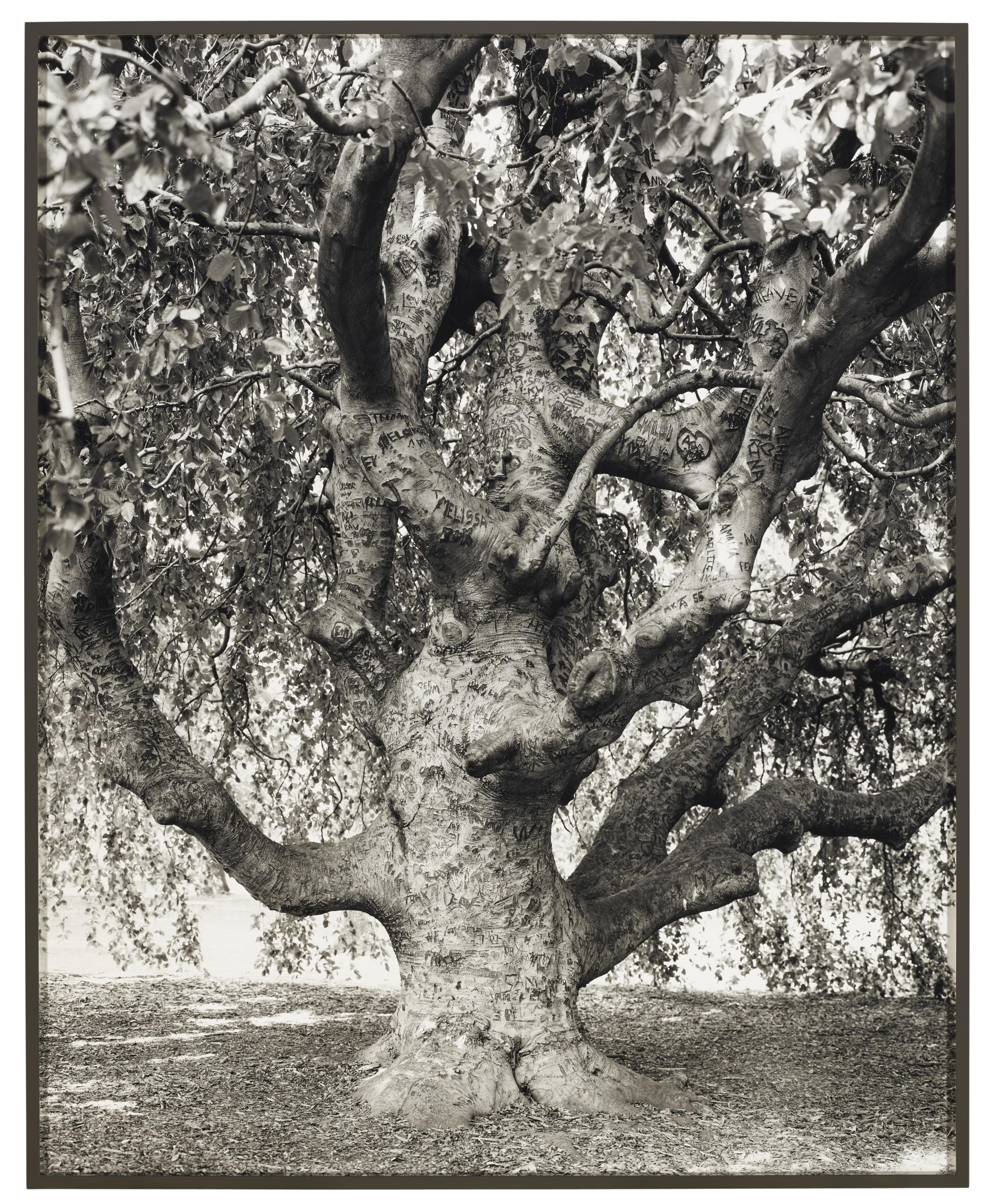 Mitch Epstein - Weeping Beech, Brooklyn Botanical Garden, 2011