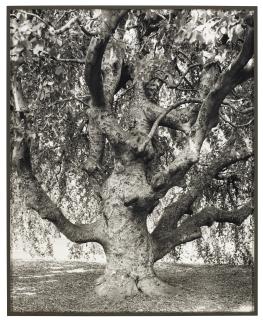 Mitch Epstein - Weeping Beech, Brooklyn Botanical Garden, 2011