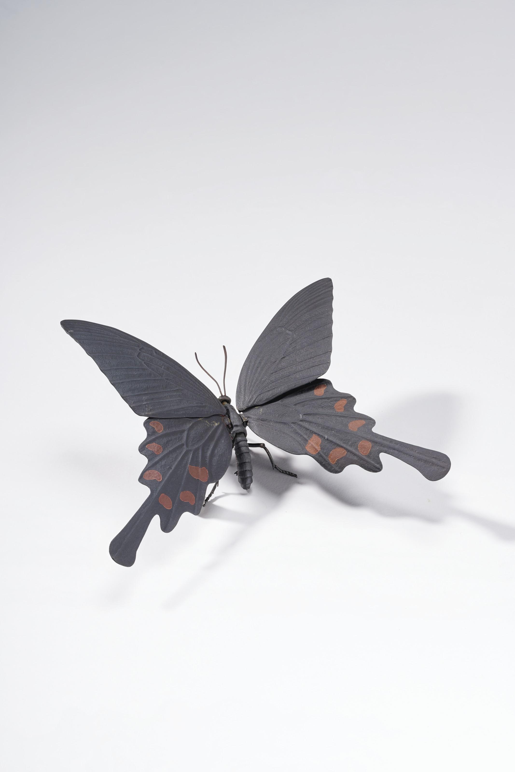 Mitsuta Haruo - Jakoageha (Byasa Alcinous)