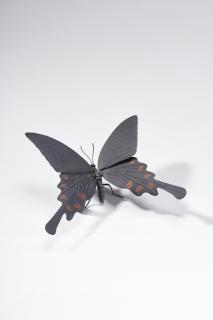 Mitsuta Haruo - Jakoageha (Byasa Alcinous)