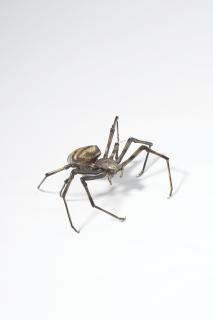 Mitsuta Haruo - Koganegumo (Argiope Amoena)