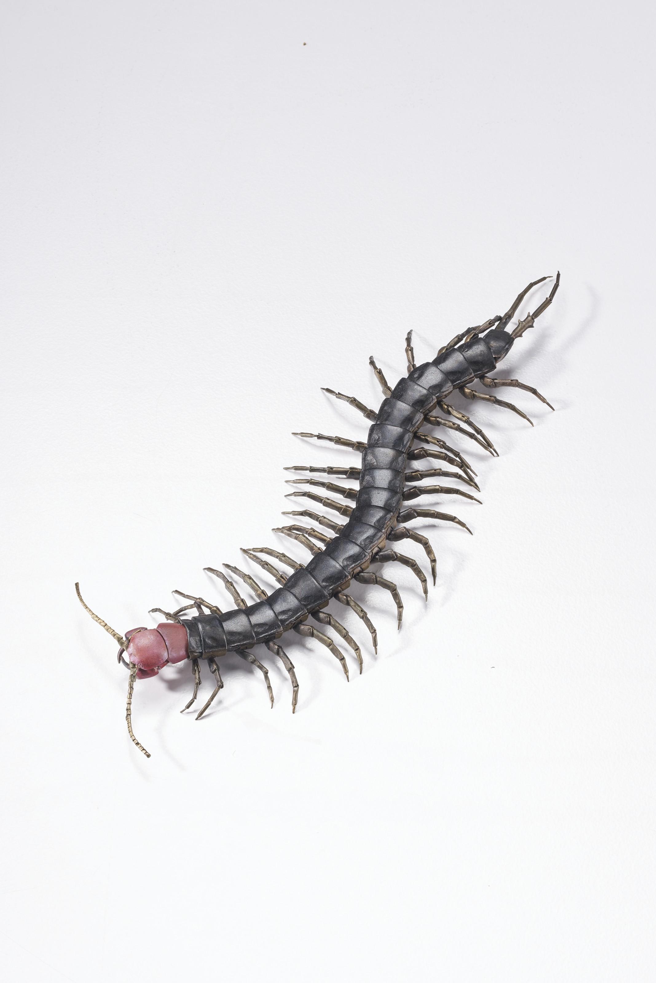 Mitsuta Haruo - Tobizu Mukade (Scolopendra Subspinipes Mutilans)