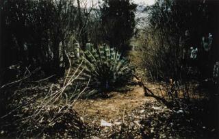 Mona Hatoum - Cemetery, Vienna