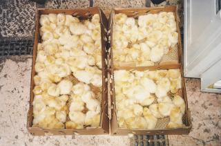 Mona Hatoum - Sissan (Chicks)