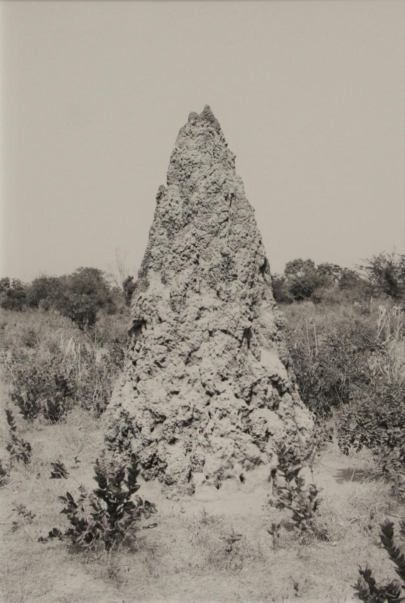 Moritz Wegwerth - Konvolut von 3 Arbeiten (Vorhang, Hand, Termitenhügel)