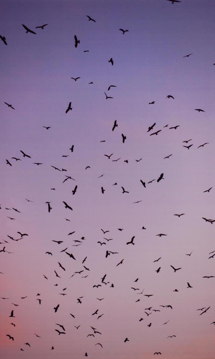 Moritz Wegwerth - Vögel