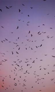 Moritz Wegwerth - Vögel