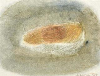 Morris Cole Graves - Mango Seed