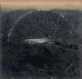 Morris Cole Graves - Minnow