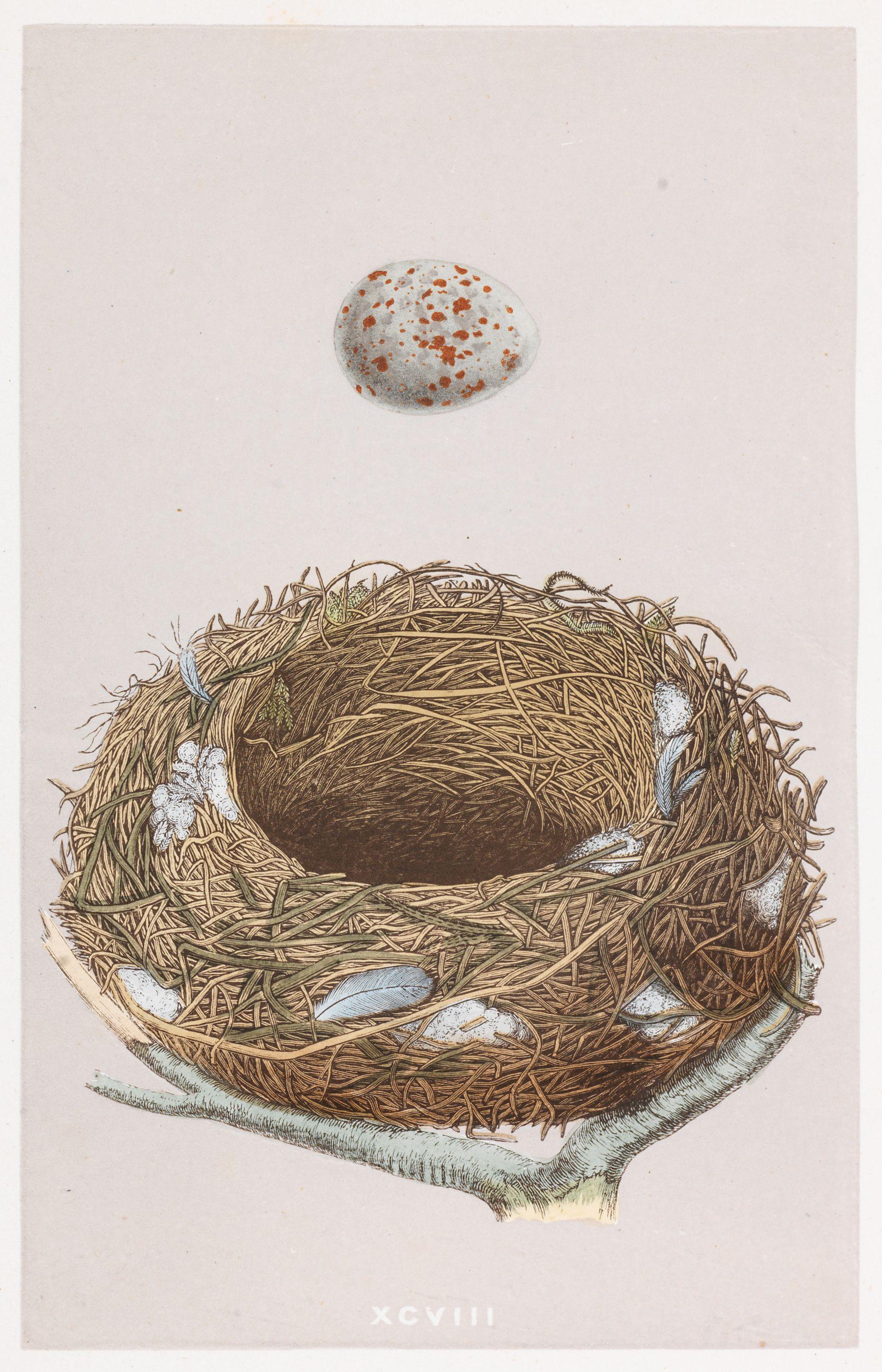 Morris - A Natural History of the Nests and Eggs of British Birds, 3 vol., George Bell, 1875