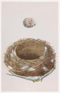 Morris - A Natural History of the Nests and Eggs of British Birds, 3 vol., George Bell, 1875