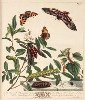 Moses Harris - L\'Aurelien, London, 1794, red morocco gilt by Staggemeier, coloured plates