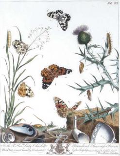 Moses Harris - The Aurelian, A Natural History of English Moths and Butterflies: Two Plates
