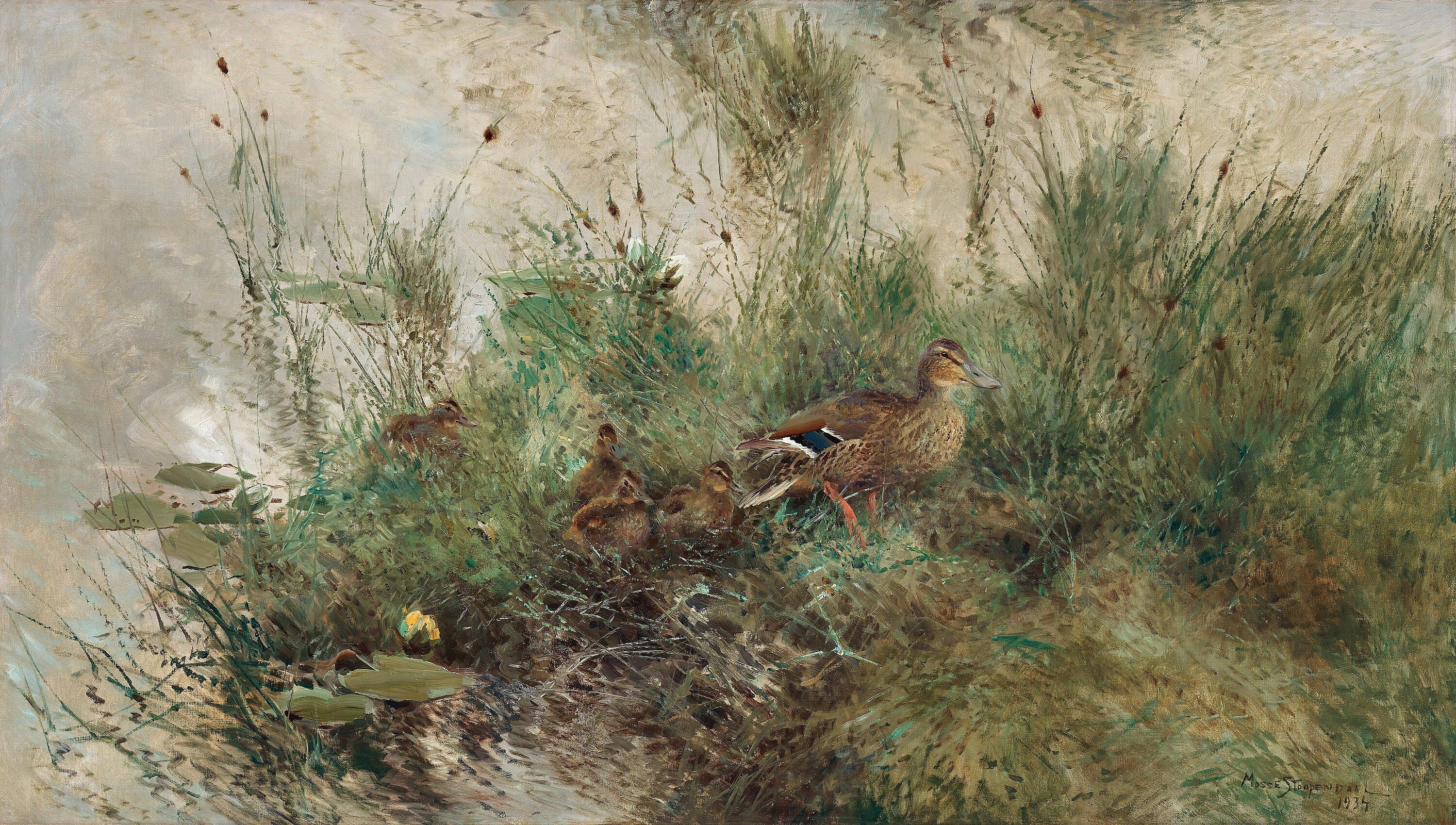 Mosse Stoopendaal - Mallards by water