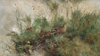 Mosse Stoopendaal - Mallards by water