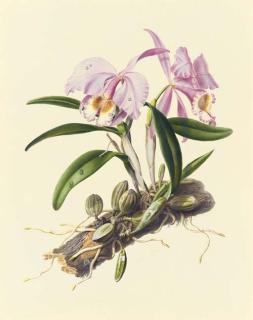 Mrs. Augusta Innes Withers - Orchidaceae: Cattleya Mossiae