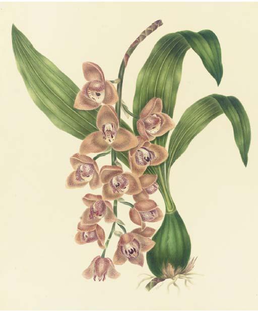 Mrs. E. Powell - Orchidaceae: Acineta Superba (H.B.K.) Reichb.F