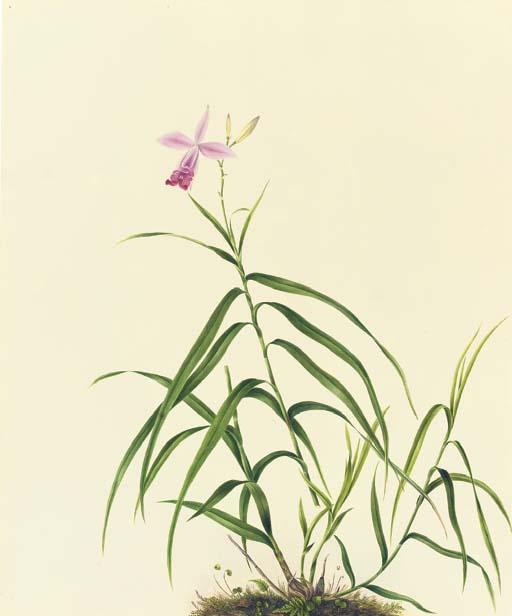 Mrs. E. Powell - Orchidaceae: Arundina Graminifolia (D. Don) Hochr.