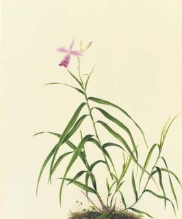 Mrs. E. Powell - Orchidaceae: Arundina Graminifolia (D. Don) Hochr.