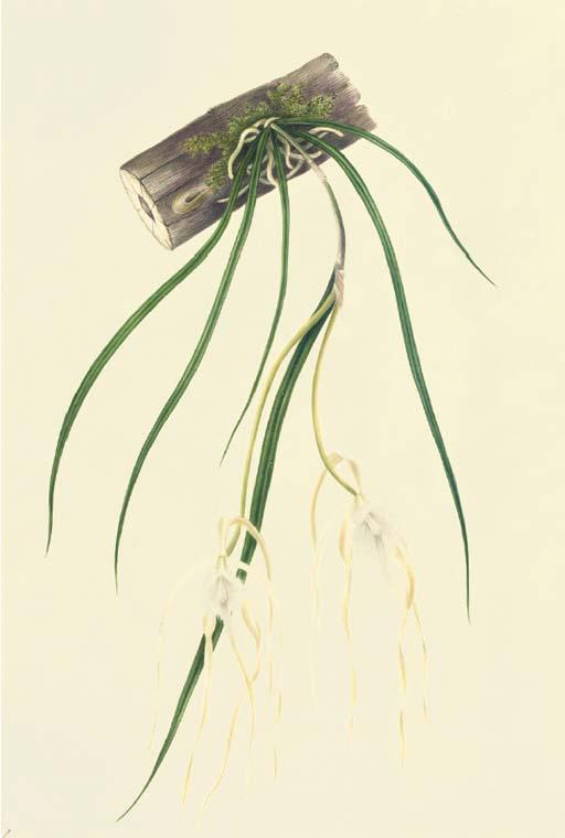 Mrs E. Powell - Orchidaceae: Brassavola Cucullata (L.) R. Brown