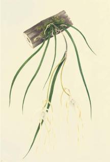 Mrs E. Powell - Orchidaceae: Brassavola Cucullata (L.) R. Brown