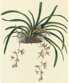 Mrs. E. Powell - Orchidaceae: Cymbidium Bicolour Lindley