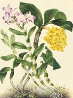 Mrs E. Powell - Orchidaceae: Dendrobium Densiflorum Wallich Ex Lindley And Dendrobium Linawianum Reichb.F.