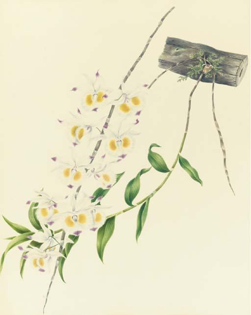 Mrs. E. Powell - Orchidaceae: Dendrobium Devonianum Paxton