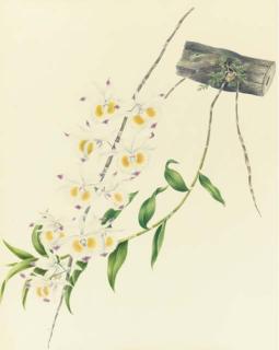 Mrs. E. Powell - Orchidaceae: Dendrobium Devonianum Paxton