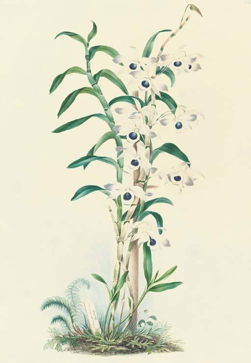 Mrs. E. Powell - Orchidaceae: Dendrobium Nobile Lindley