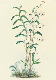 Mrs. E. Powell - Orchidaceae: Dendrobium Nobile Lindley