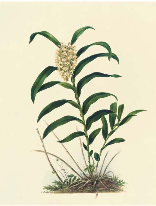 Mrs. E. Powell - Orchidaceae: Epidendrum Densiflorum Hooker