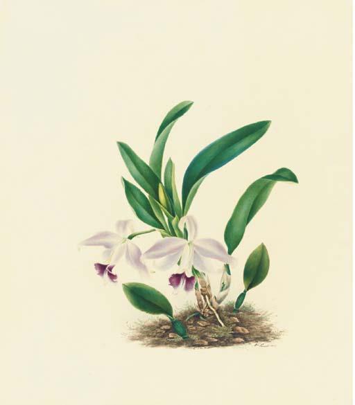 Mrs. E. Powell - Orchidaceae: Laelia Pumila (Hooker) Reichb. F.