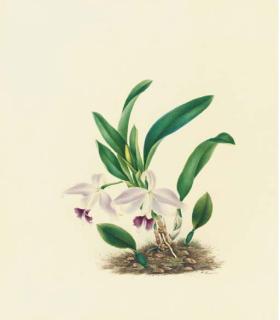 Mrs. E. Powell - Orchidaceae: Laelia Pumila (Hooker) Reichb. F.