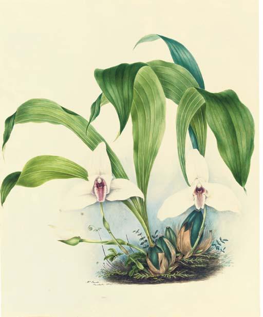 Mrs. E. Powell - Orchidaceae: Lycaste Skinneri (Lindley) Lindley