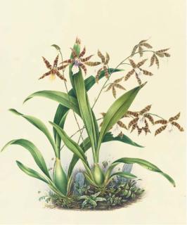 Mrs. E. Powell - Orchidaceae: Miltonia Candida (Syn. Anneliesia Candida) And Miltonia Clowesii (Syn. Miltonopsis Clowesii)