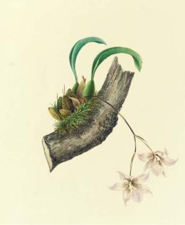Mrs. E. Powell - Orchidaceae: Odontoglossum Clowesii