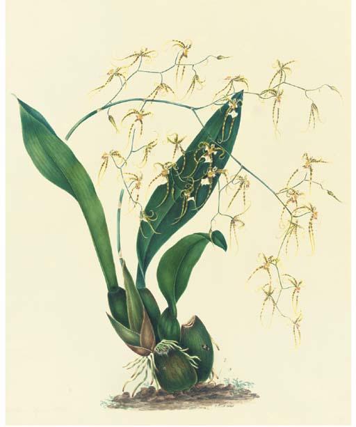 Mrs. E. Powell - Orchidaceae: Oncidium Phymatochilum