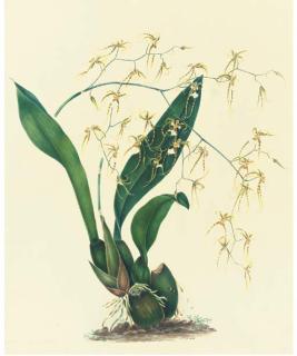 Mrs. E. Powell - Orchidaceae: Oncidium Phymatochilum