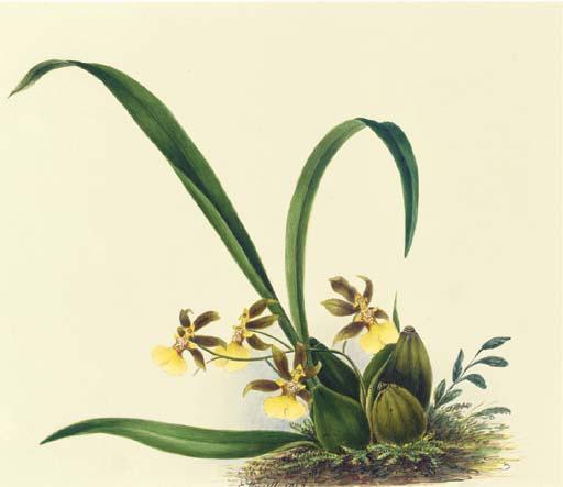 Mrs. E. Powell - Orchidaceae: Oncidium Reflexum Lindley