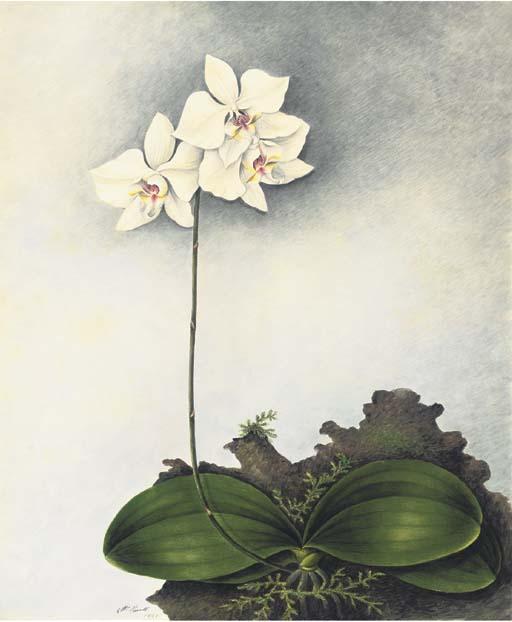 Mrs. E. Powell - Orchidaceae: Phalaenopsis Aphrodite Reichb. F.