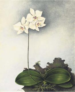 Mrs. E. Powell - Orchidaceae: Phalaenopsis Aphrodite Reichb. F.