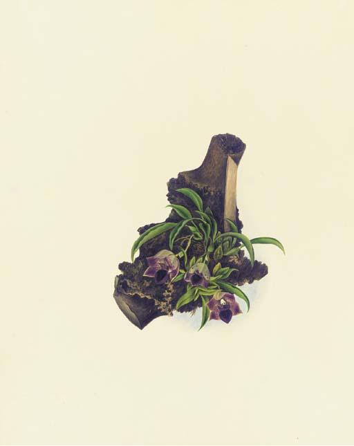 Mrs. E. Powell - Orchidaceae: Promenaea Stapelioides (Link & Otto) Lindley