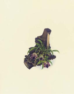 Mrs. E. Powell - Orchidaceae: Promenaea Stapelioides (Link & Otto) Lindley