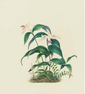 Mrs. E. Powell - Orchidaceae: Sobralia Decora Bateman