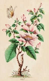 Muhammad Reza - Camelia and a moth